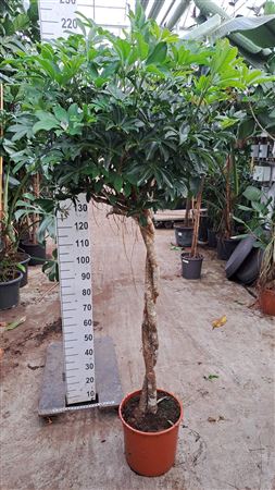 Schefflera Compacta Twister