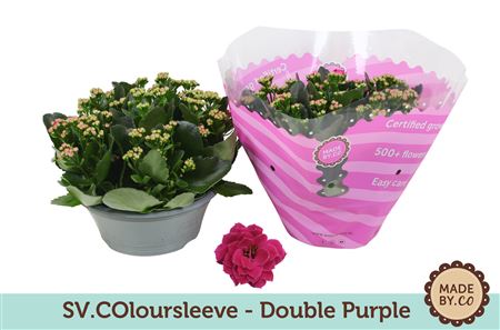 Kal Ros Purple In Bowl Sv.colour