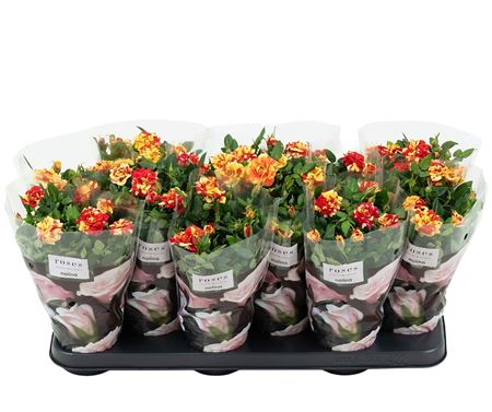 Rosa Liss St. 2-3