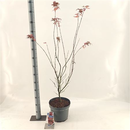 Acer Palm Red Pygmy