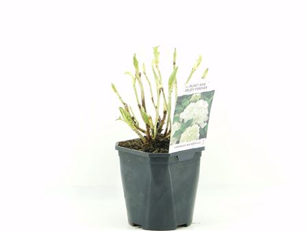 Гортензия Ма Уайт