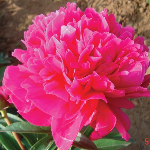 Пион травянистый Рубиновый Свет в тубе