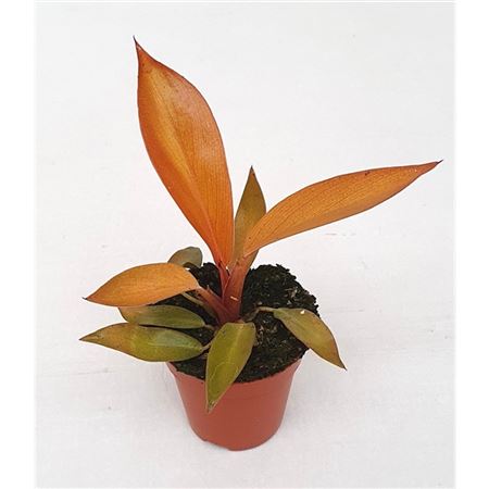 Philodendron Black Cardinal Hybride