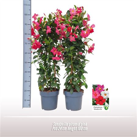 Sundaville Piramide Roze