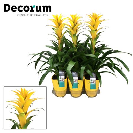 Guzmania Hilda Luxe Ceramic (decorum)