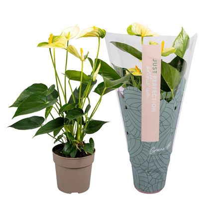 Anth An Vanilla Просто Совершенство 4+