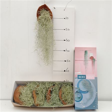Tillandsia Xl Cocos