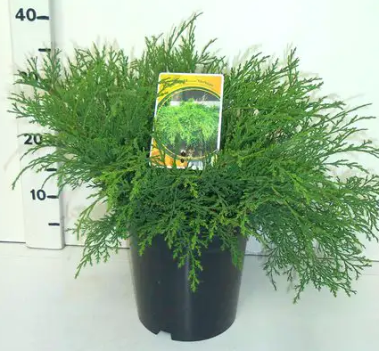 Микробиота перекрестнопарная Сибиртеппе