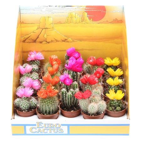 Cactus Dryflowers Mix In Showbox