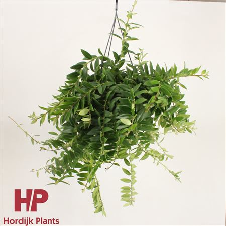 Aeschynanthus Caro Improved Green