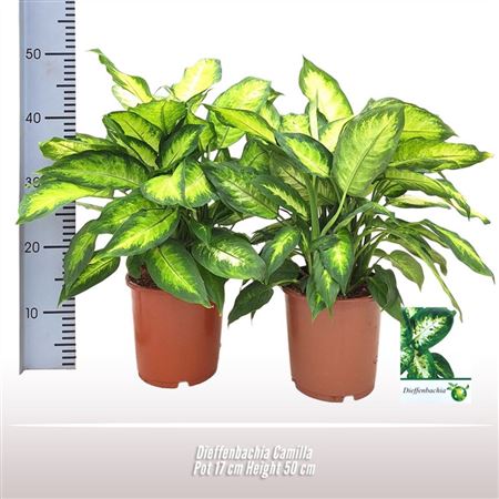 Dieffenbachia Camilla