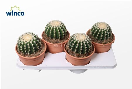 Echinocactus Brevispina 23 Cm