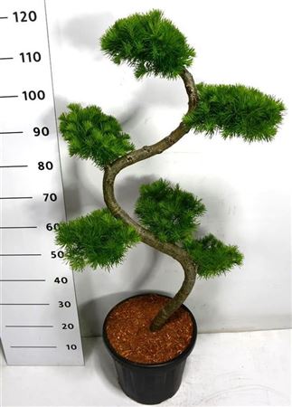 Larix Kaempferi