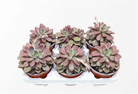 Echeveria Mina