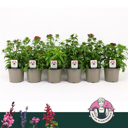 Dianthus Barbatus Dart Mix