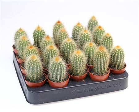 Vatricana Guentheri
