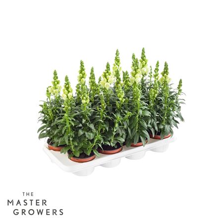 Antirrhinum Majus White