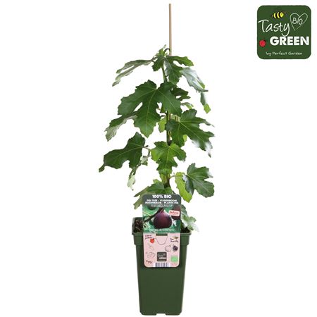Ficus Gustissimo Perretta Bio