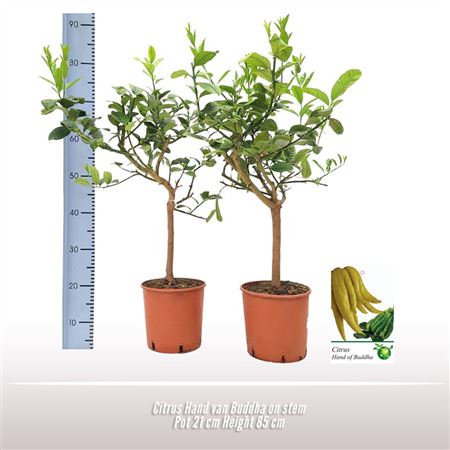 Citrus Hand Of Buddha On Stem