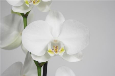 Phal 2st Pure Silk 18+(phalaenova)