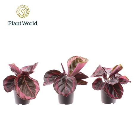 Calathea Princess Jesse Dec
