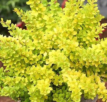 Барбарис тунберга Сенсейшен