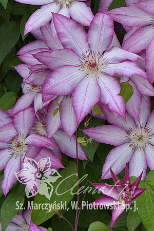 Клематис гибридный Тае