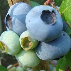 Голубика высокорослая Нельсон | Оптовая цветочная компания «Флора Групп» Голубика высокорослая Нельсон