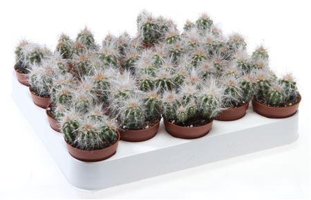 Cactus Oreocereus Trolli