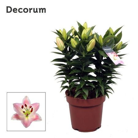 Lilium Or Rascal Souvenir 5pp (decorum)