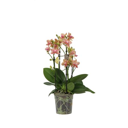 Phal 4st Pikachu