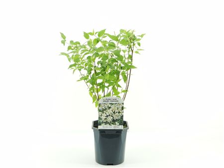 Philadelphus Lemoinei