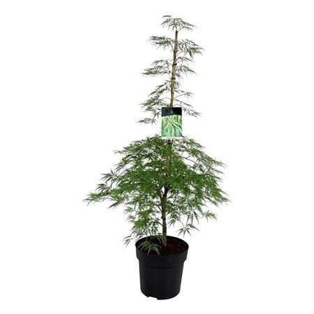 Acer Palm Dissectum