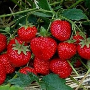 Земляника Холидей