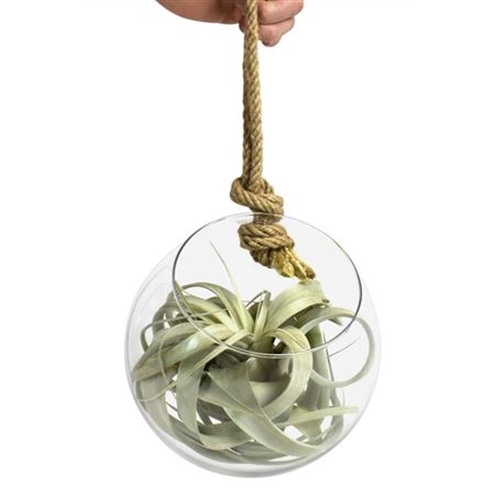 Tillandsia Glas Bol Xl Touw