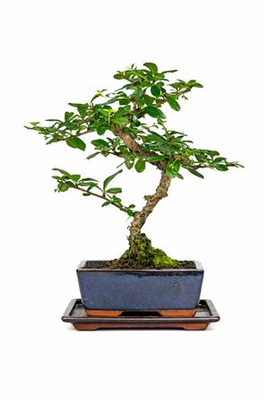 Bonsai Carmona Microphylla S-shape With Drip Tray