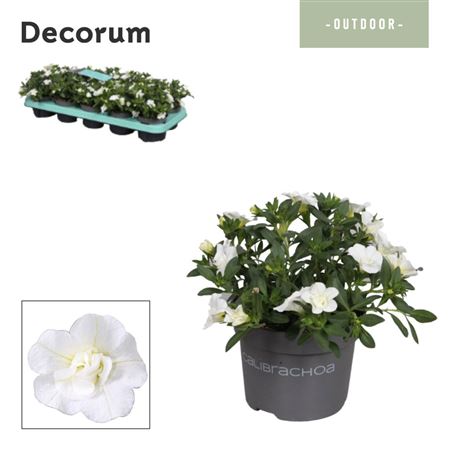 Calibrachoa Double White (decorum)