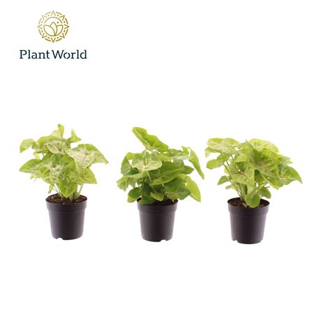 Syngonium Golden (decorum)