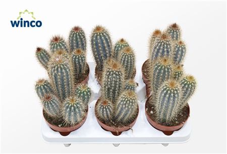 Pilosocereus Zehntneri