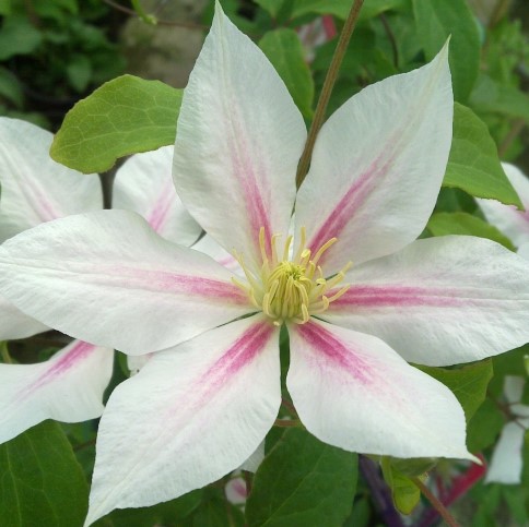 Клематис гибридный Андромеда в тубе