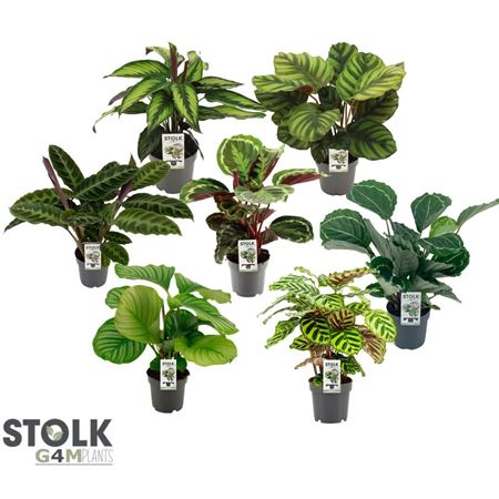 Calathea Mix Round