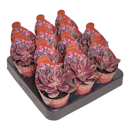 Echeveria Nodulosa Maruba Benitsukasa Potcover