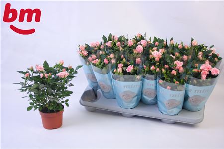 Rosa Retro Jewel Beau Monde (10,5cm)
