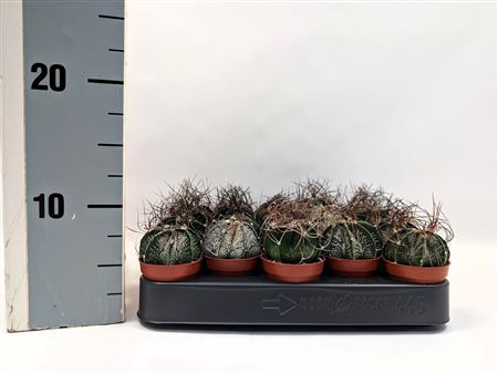 Astrophytum Capricorne 5,5 Cm