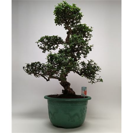 Bonsai Carmona S-shape In Pot