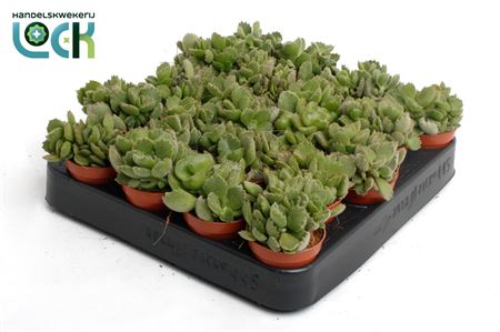 Cotyledon Ladismithiensis Tanz