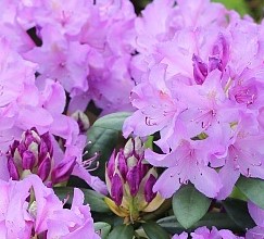 Рододендрон гибридный Катевбинсе Бурсо