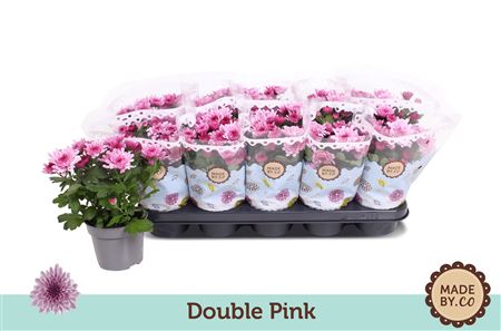 Chrys Double Pink