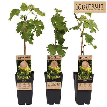 Vitis Vin Supaga