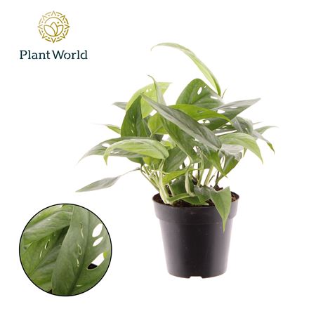 Epipremnum Cebu Blue